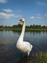 swan