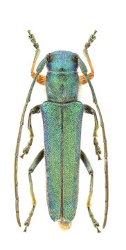 Phytoecia caerulea