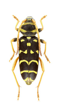Plagionotus arcuatus