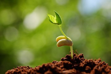 Young sprout