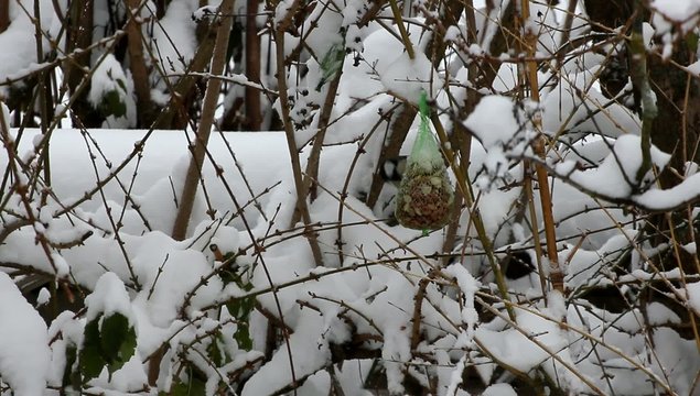 Gerade im Schnee haben V&ouml;gel Hunger