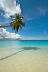 Coconut palm tree on perfect tropical beach