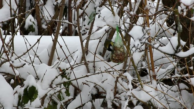 Vogelf&uuml;tterung im Winter