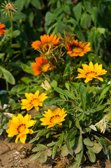 yellow and orange flowers
