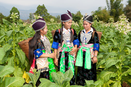 Hmong von Laos ernten Tabak