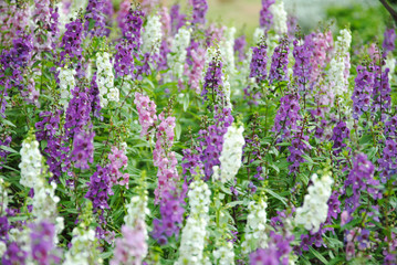Obraz premium Delphinium In the garden