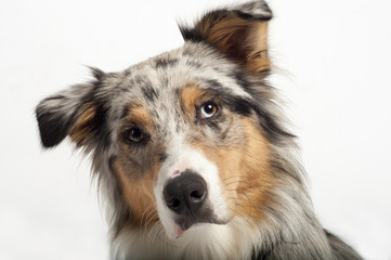 Portrait of an Australian Shepherd