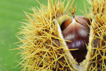 Eßkastanien in Schale auf Blatt der Edelkastanie (Castanea sati