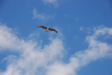 Le pélican dans le ciel