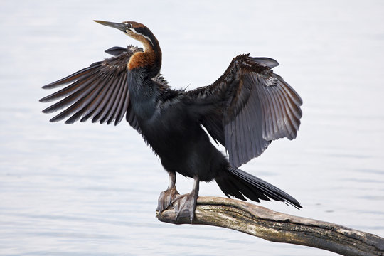 African Darter drying its wings