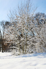 arbre recouvert de neige