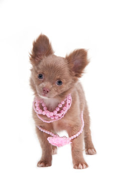 Romantic Inloved Puppy with pink beads on its neck