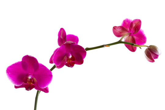 Orchid