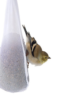 American Goldfinch