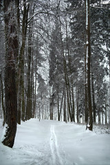 Ski track in winter forest. Hoarfrost on trees in frost winter.