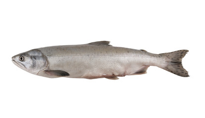 Hunchback salmon isolated on white background