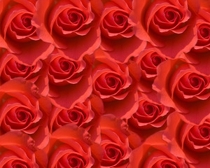Фон из красных роз