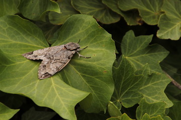 moth on green leaves