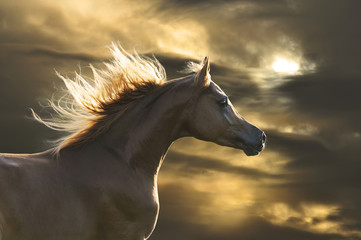 red horse runs gallop in sunset