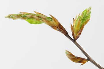 sich öffnende Knospe einer Rotbuche (Fagus silvatica)