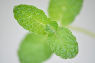 アップルミント＠Apple mint