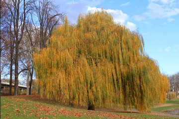 Trauerweide