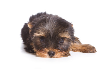 Yorshire terrier puppy isolated on white
