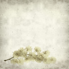 textured old paper background with yellow fluffy mimosa flowers