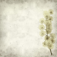 textured old paper background with yellow fluffy mimosa flowers