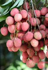 grappe de letchis de la Réunion