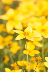 Hintergrund - Gelbe Blumenwiese