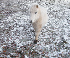 White Pony in the Snow