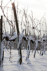 Weinkultur im Winter
