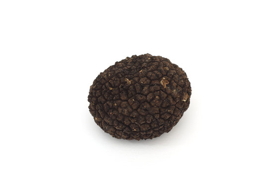 black truffle mushroom
