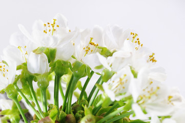 Blüten der Vogelkirsche (Prunus avium)