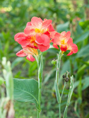 Orange Canna flower plants