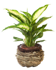 Window plant 