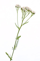 Schafgarbe (Achillea millefolium) isoliert auf weißem Hintergrun © unpict