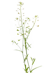 Gewöhnliches Hirtentäschelkraut (Capsella bursa-pastoris) vor we