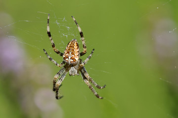 Garden spider on its web