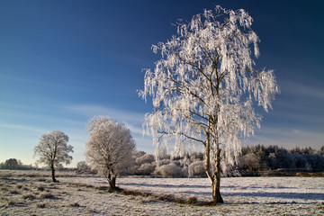 Idyllic winter meadow