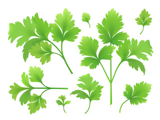 Branches and leaves of parsley