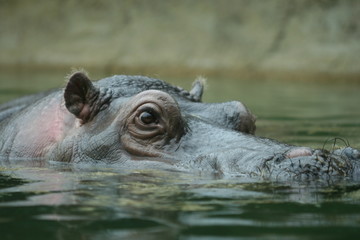 Fototapeta na wymiar Hipopotam w zoo w Berlinie