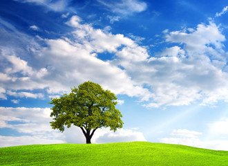 Fototapeta na wymiar Green tree on cloudy sky