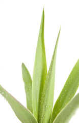 House plant in a decorative pot, - Yucca