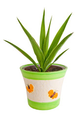 House plant in a decorative pot, - Yucca