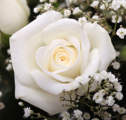 white rose