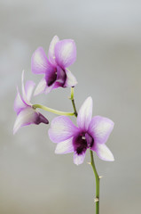 Dendrobium