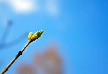 Young spring bud
