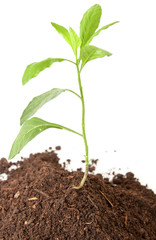 Plant ready for planting